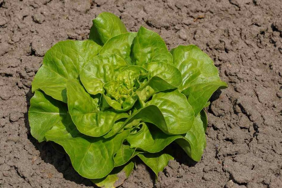 Salat kann es hören, wenn er gegessen wird - zumindest von Raupen.