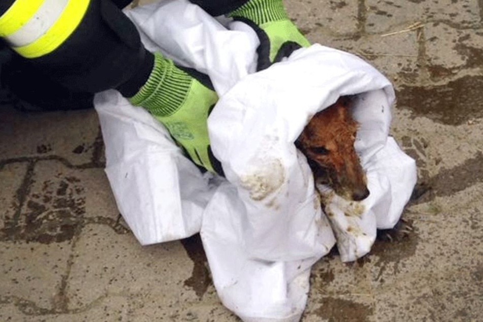 "So ein Scheiß", wird der Fuchs vermutlich gedacht haben. Er hatte wohl Recht...