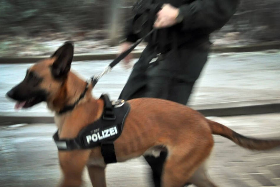 Mit Hunden und Hubschraubern suchte die Polizei nach dem Täter. (Symbolbild)