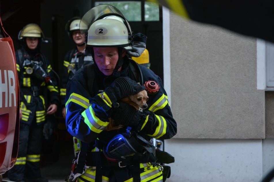 Hund "Snoopy" konnte aus dem Haus gerettet werden. Für eine Katze in der Brandwohnung kam jedoch jede Hilfe zu spät.