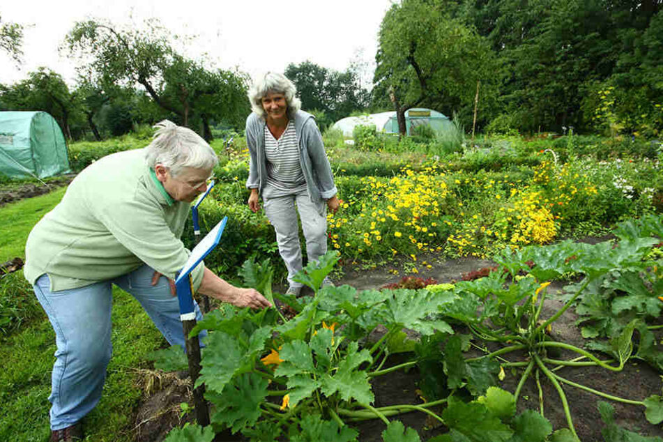 Elke Siemens (l.) und Gabriele Ankewitz inspizieren die Zucchini im großen Garten.