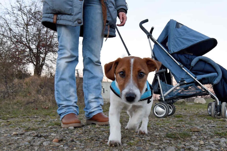 Viele Hundehalter ärgern sich über die Hundesteuer, die als jährliche Abgabe für ihren Hund fällig wird.