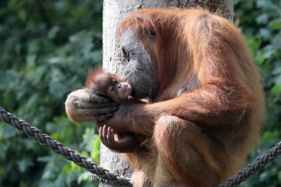 Im Leipziger Zoo brachte Anfang August Orang-Utan-Dame Padana (20) ein Mädchen zur Welt. Es wurde auf Sari getauft.