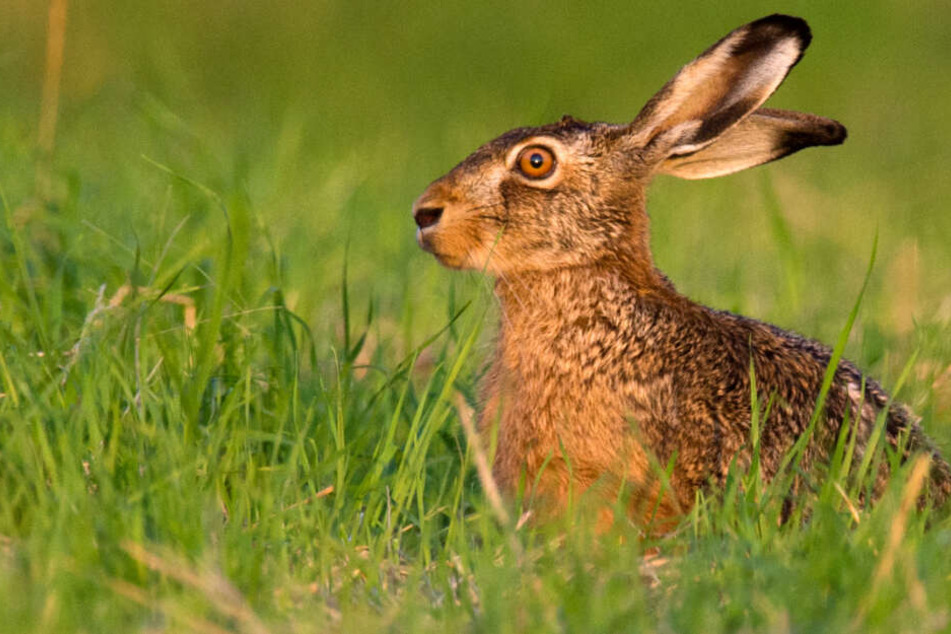 Gesunde Tiere ergreifen normalerweise die Flucht, wenn sich ein Mensch nähert (Symbolfoto).