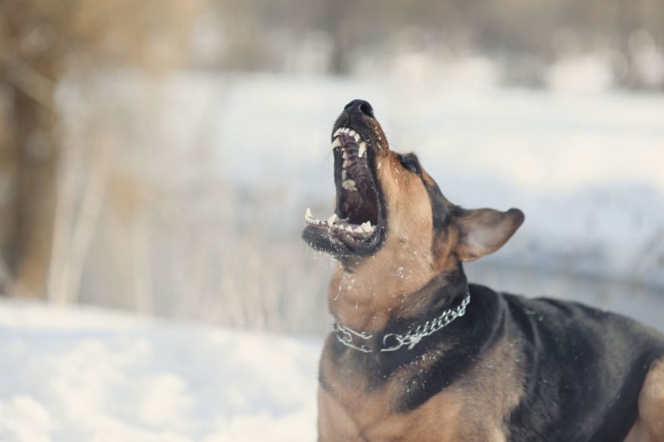 Mehrmals biss ein Schäferhund den Mann in den Arm.