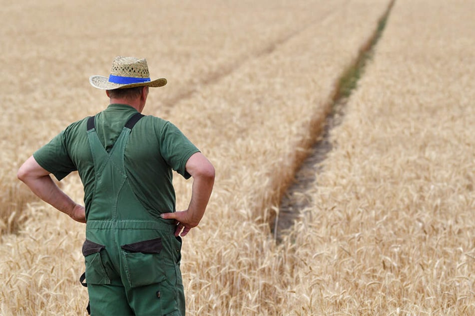 Ein Landwirt steht im vergangenen Sommer enttäuscht vor seinem Weizenfeld. Die Dürre hat den Ertrag arg schrumpfen lassen.