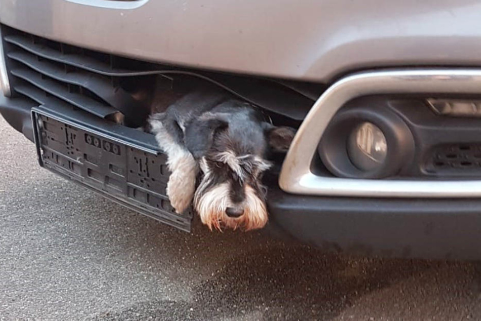 Erst nach mehreren Stunden konnte "Tero" aus seiner misslichen Lage im Kühlergrill eines Auto befreit werden.