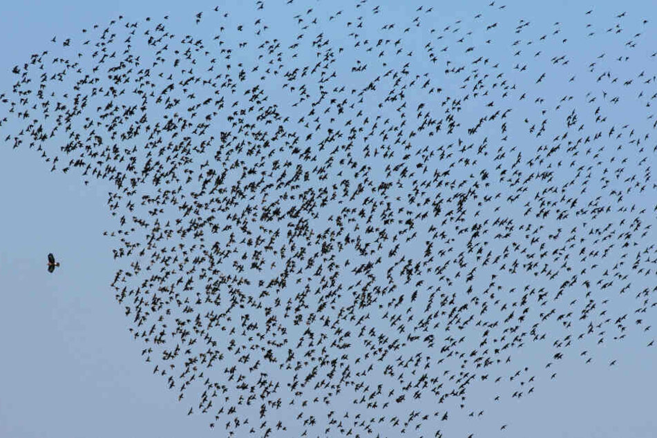 Vogelschützer machen sich große Sorgen um Zugvögel. (Symbolbild)