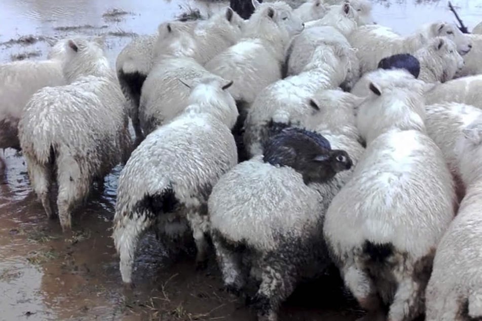Die Hasen kauerten auf den Rücken der Schafe, um sich vor dem Hochwasser zu schützen.