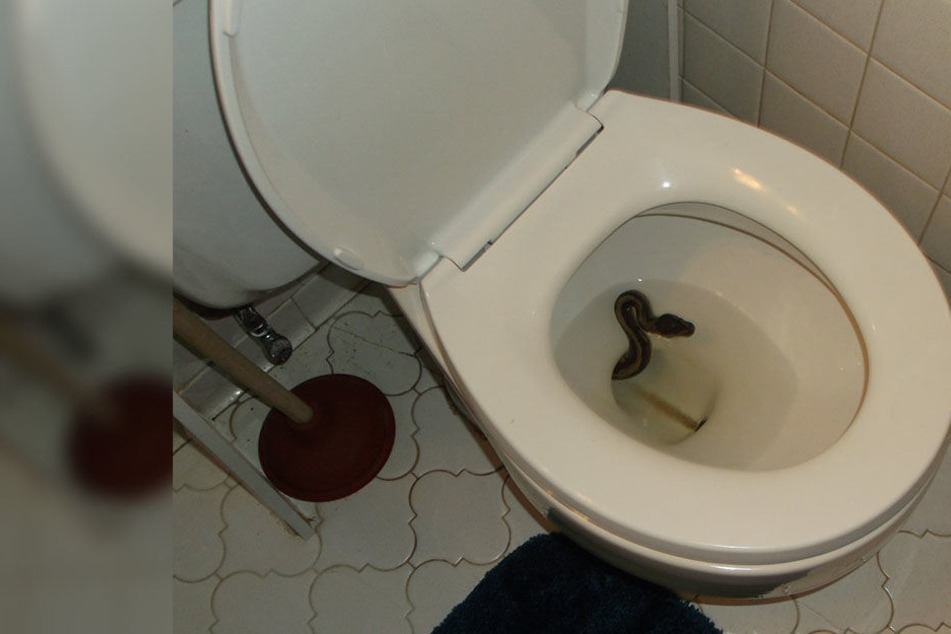 Die Schlänge züngelte James Hooper aus der Toilettenschüssel entgegen. Sie war ihrem ursprünglichen Besitzer ausgebüxt.