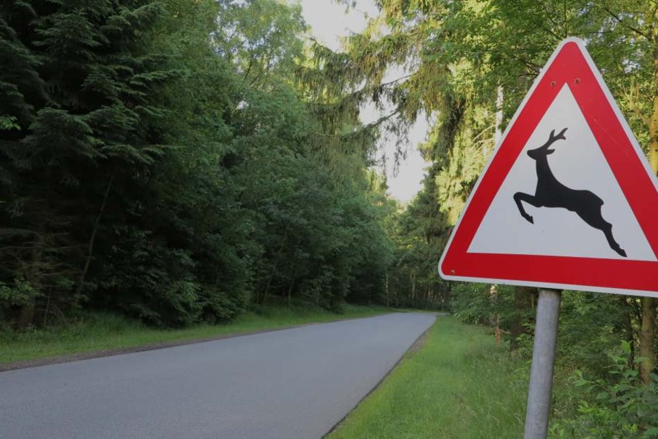 Die Polizei Neuss mahnt zu Vorsicht in Gebieten mit Wildwechsel (Symbolbild).