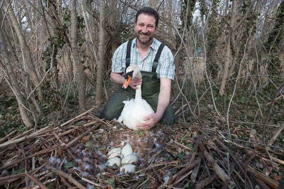 Auch Herrn Schwan fest im Griff: Beringer Thomas Eißer (51) fand fünf Eier im Nest auf der Insel im Carolasee.