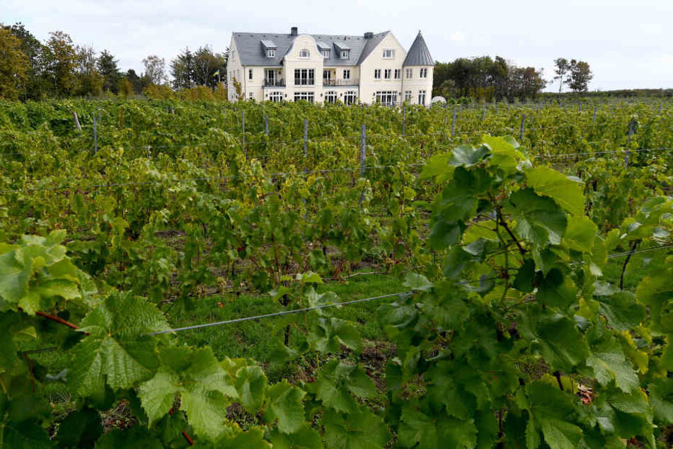 Weinstöcke auf dem Weingut Waalem auf der Insel Föhr.