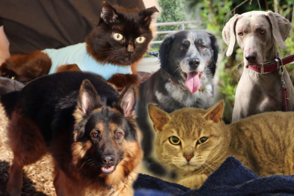 5 Hunde Und Katzen Diese Besonderen Tiere Suchen Endlich Ein