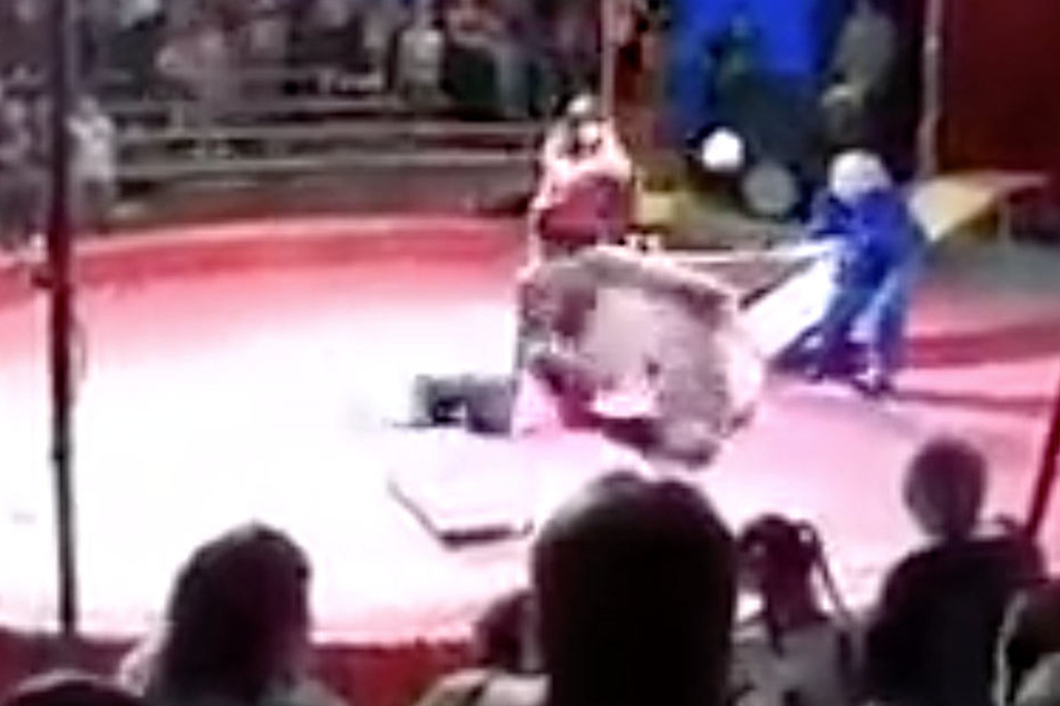 Der Bär würde während der Show schlecht behandelt und rastete aus.