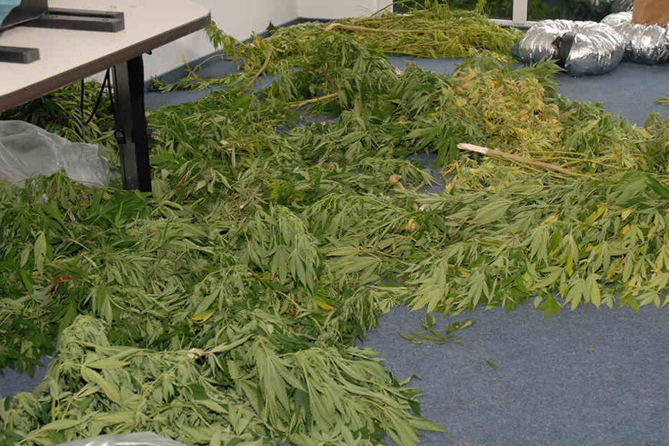 Mehrere Pflanzen entdeckten die Beamten auf dem Grundstück des Paares.