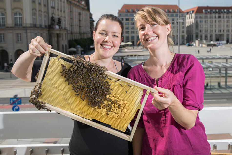 Lisa Becker (30, r.) und Susanne Handrick (29) zeigen
die Waben und Bienen.