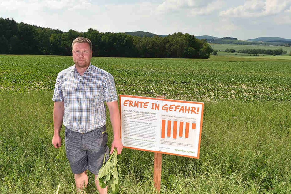 Landwirt Johann Steglich (34) in seinem Zuckerrübenfeld nahe Bischofswerda: Im Hintergrund die mit Herbiziden behandelte Fläche, wo Rübe an Rübe wächst. Vorne die zugewucherte unbehandelte Schaufenster-Fläche.