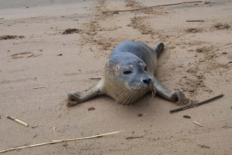 Der Heuler hatte sich an den Strand an der Elbe verirrt.
