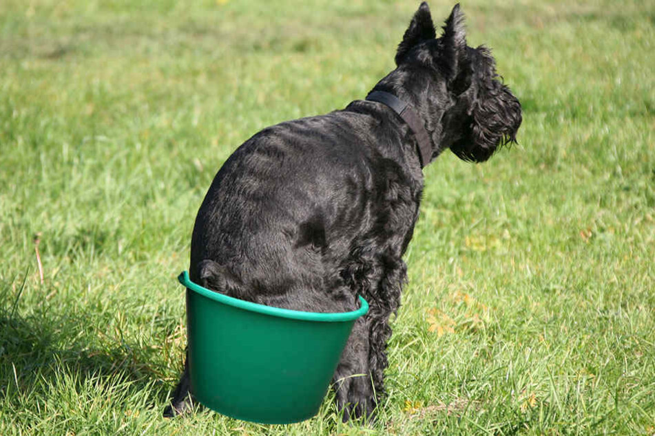 So ähnlich muss es ausgesehen haben. Am Montag rettete die Feuerwehr einen Hund aus seiner misslichen Lage: Er blieb mit seinem Hintern in einem Eimer stecken.