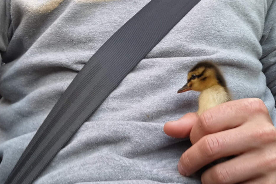 Nick Gates rettete das Entlein und nahm es im Auto mit nach Hause.