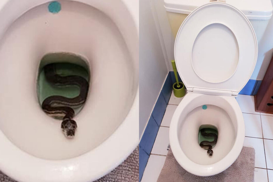 Kein schöner Anblick: Python im Klo!