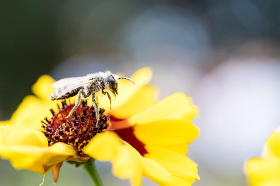 Eine Wildbiene sitzt auf einer Blume, ihr und anderen Insekten setzen viele Faktoren zu.
