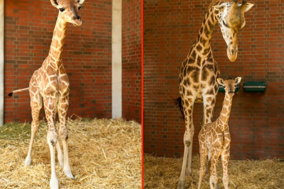 Neugierig schaut sich die Mini-Giraffe im Stall um, wo Mama Amalka (5) auf sie aufpasst.