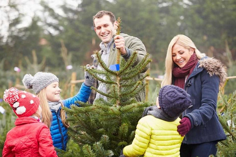 Auch in Chemnitz können Weihnachtsbäume am Samstag selber geschlagen werden.