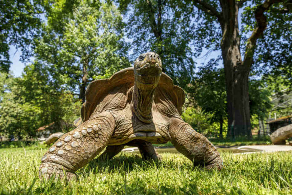 Erster! Hugo II hat das Schildkröten-Rennen in den Frühling gemacht.