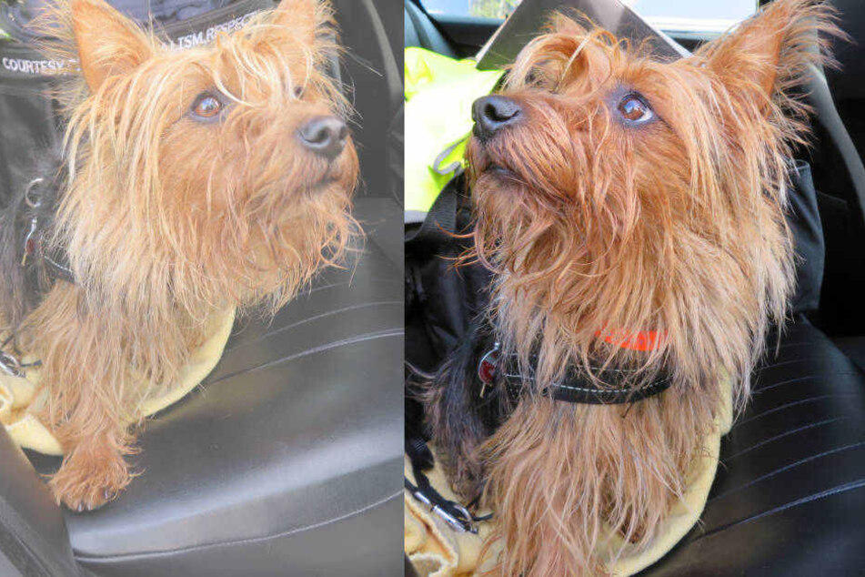 Der kleine Terrier konnte von den Polizisten on der Autobahn gerettet werden.