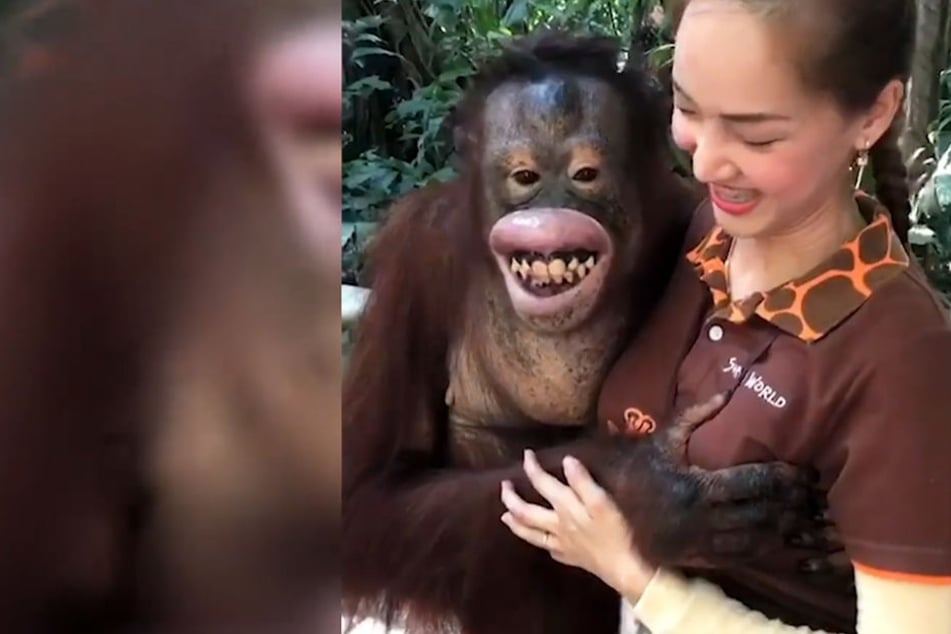 Berührungsängste kennt dieser Orang-Utan nicht.