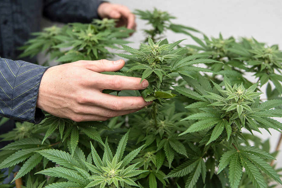 Die Beamten fanden unter anderem 300 Gramm Marihuana.