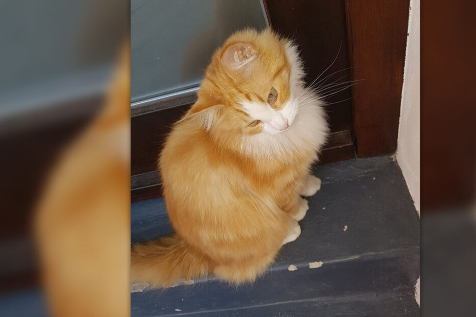 Immer wieder wartet Kater Siggi vor der Tür des Pflegedienstes. Hier fühlt er sich halt heimisch. Über seine Gründe wurde er von der Polizei nicht befragt.