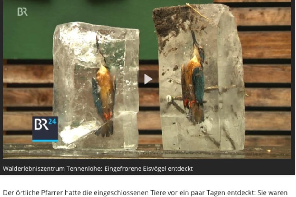 In Franken hat ein Pfarrer zwei Eisvögel in einem Weiher gefunden: Die Tiere sind zu Eisstatuen erstarrt.