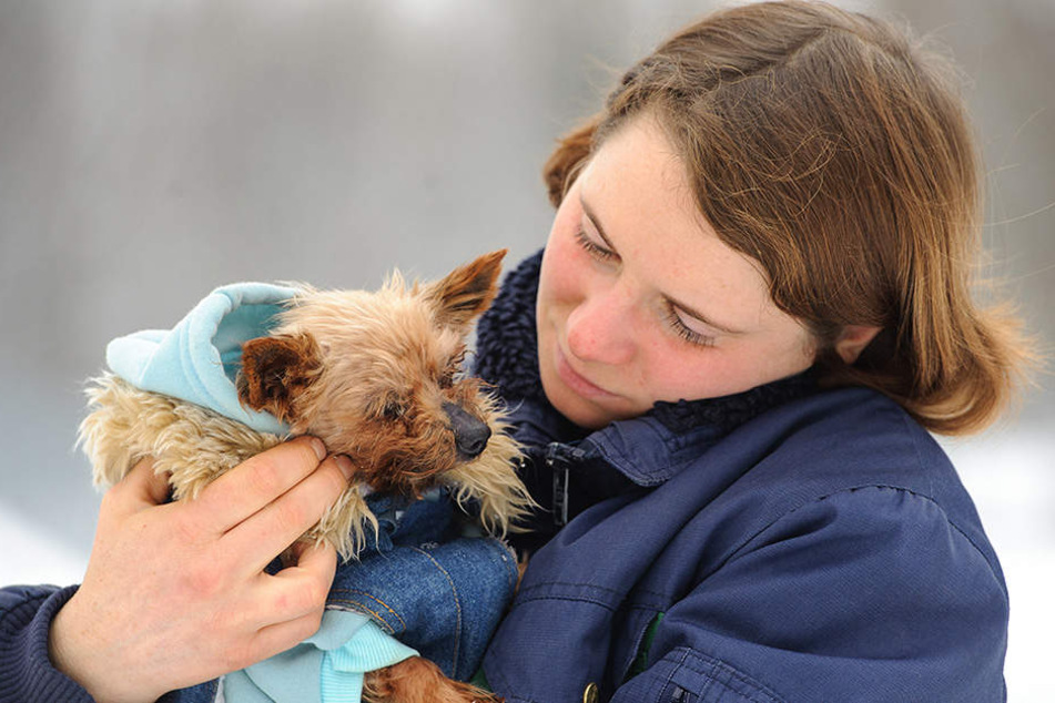 Tierheimmitarbeiterin Antje Schmidt (28) kümmert sich mit ihren Kollegen
derzeit um die Terrier-Dame Betty.