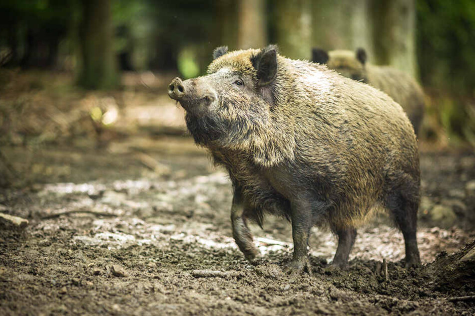 Ein Wildschwein hatte keine Lust darauf, dass Menschen in sein Revier kommen. (Symbolbild)