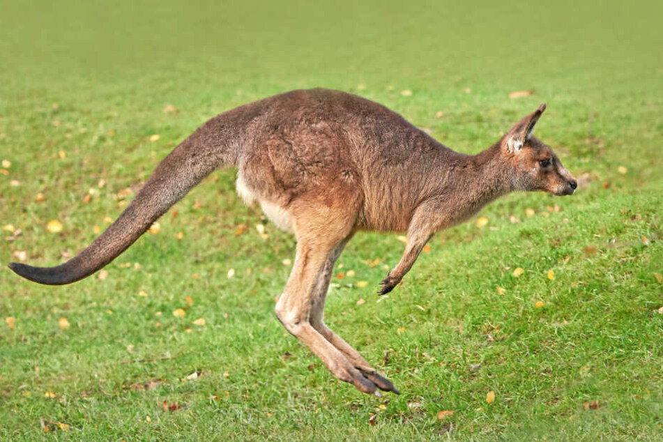 Ein Känguru wurde von Zoobesuchern zu Tode gesteinigt. (Symbolbild)
