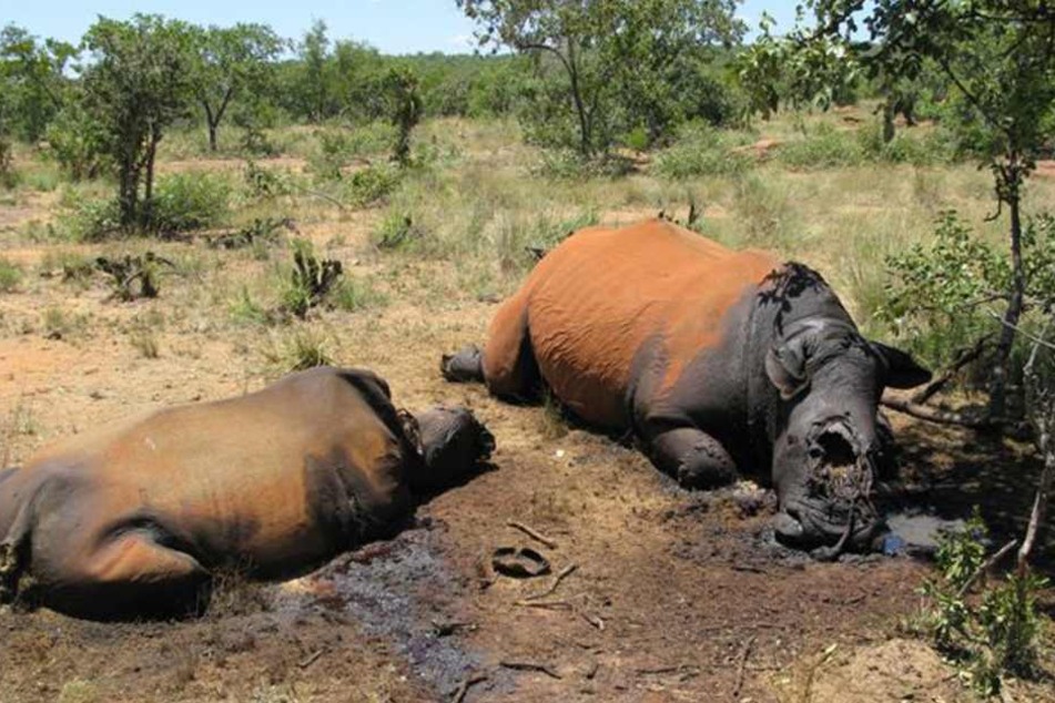 Ein Nashorn ist in einem französischen Zoo mit drei Kugeln erschossen worden. Die Unbekannten entfernten das Horn des Tieres (Archivbild).