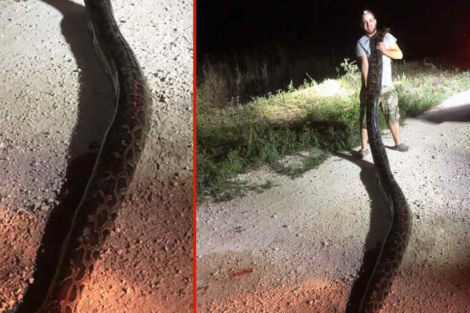 Der Rekord-Python wurde im Everglades-Nationalpark entdeckt.