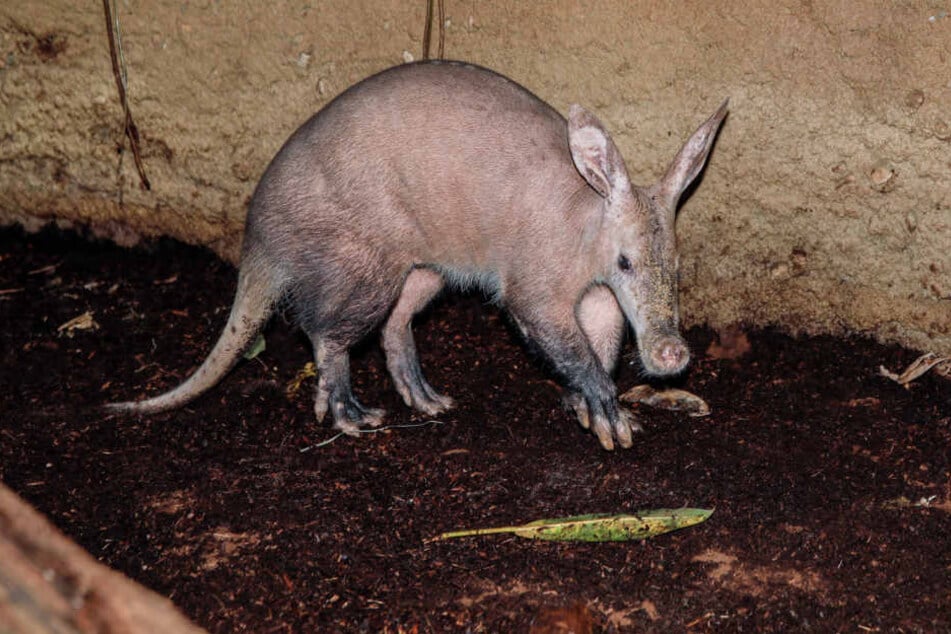 Das Erdferkel Curly im Zoo Köln ist 16 Jahre alt und kann bis zu 30 Jahre alt werden.