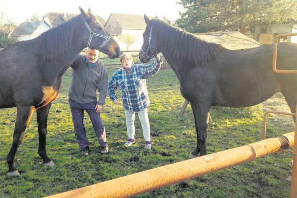 Plötzlich hatten Lutz Laue (55) und seine Nachbarin Annemone Kuhnt (60) zwei Pferde zu Besuch.