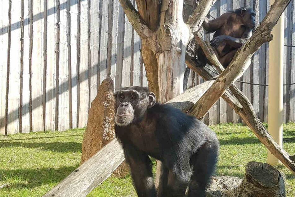 Die Magdeburger Zoo-Schimpansen Sambala und Sokoto sind aus ihrem Gehege ausgebrochen.