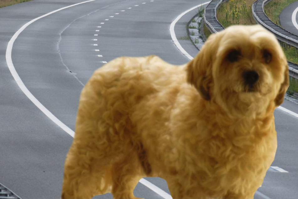 Die Polizei fragt: Wer kennt diesen Hund oder seinen Besitzer?