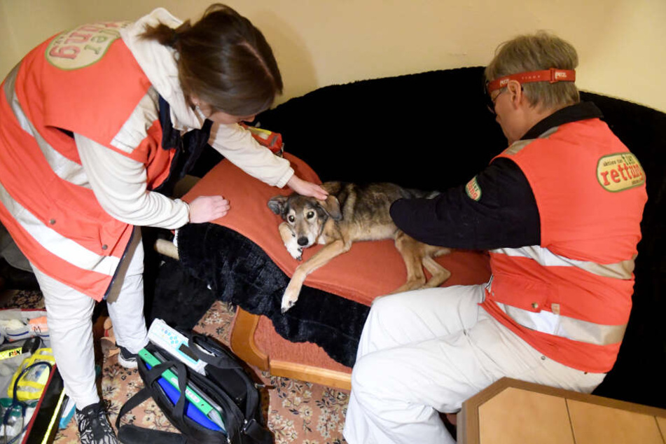 Malin Schmidt und Gabor Horvath behandeln einen Hund.