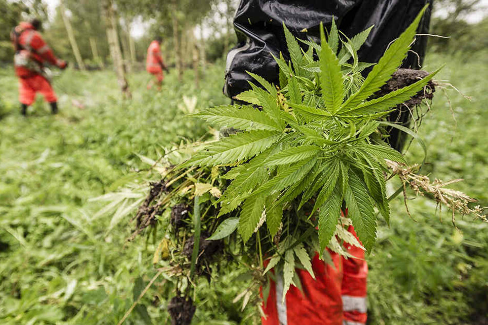 Morgens halb zehn in Deutschland/Grimma: 200 Meter vom befestigten Waldweg entfernt wuchsen verbotene Pflanzen.