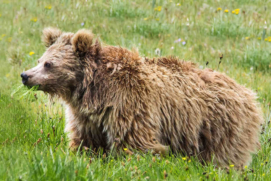 Bei den gesichteten Yetis handelt es sich wohl um Braunbären.