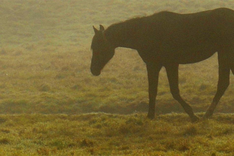 Das Pferd wurde auf einer Koppel in der Gemarkung Völzberg angegriffen (Symbolbild).