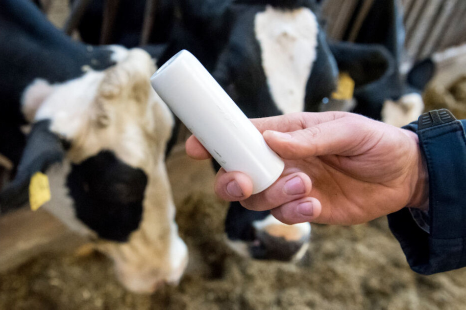 So ein Vital-Tracker übermittelt aus dem Magen der Kuh Daten an den Landwirt.