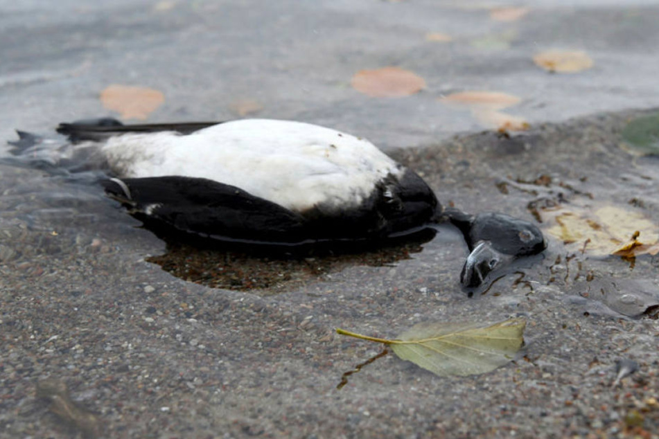 Bei Wildvögeln am Bodensee ist die gefährliche Form der Vogelgrippe vom Typ H5N8 festgestellt worden.
